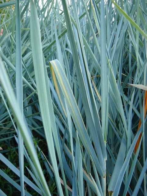 Elymus arenarius
